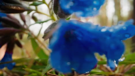 plant with early spring flowering opens buds in forest