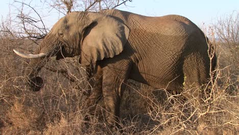 Männlicher-Afrikanischer-Elefant,-Der-Sich-Von-Trockenen-Büschen-Ernährt,-Indem-Er-Mit-Seinem-Rüssel-Zweige-In-Den-Mund-Stopft