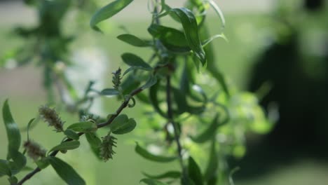 Salix-Lasiolepis-Sauce-Nativo-Del-Oeste-De-América-Del-Norte