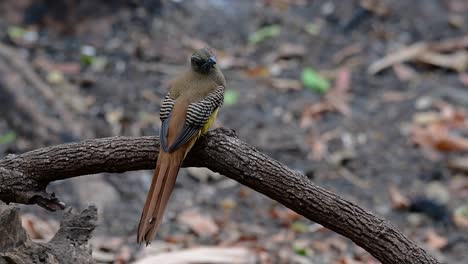 el trogón de pecho naranja es un ave confiada de tamaño mediano que se encuentra en tailandia