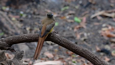 橙胸鳥 (trogon orange-breasted trogon) 是一種在泰國息的中型鳥類