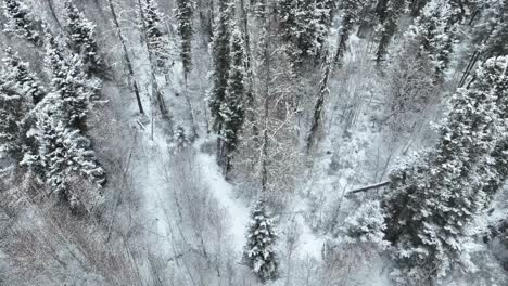 drone flying low over a boreal forest