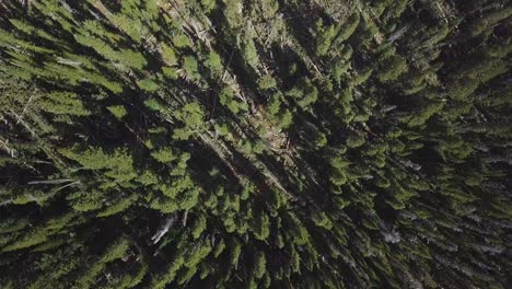 una foto rodante de arriba hacia abajo de un bosque profundo de árboles de pino en las montañas de colorado, ee.uu., con algo de caída muerta 4k