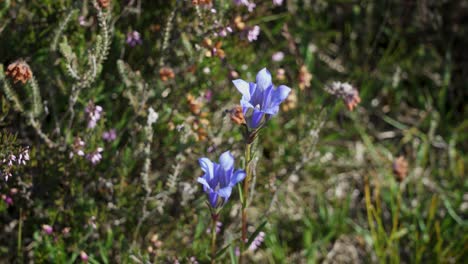 Marsh-Gentians-growing-among-heather-on-the-North-York-Moors