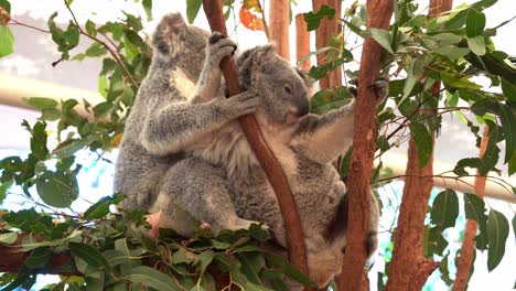 dos lindos y adorables koalas del norte, phascolarctos cinereus vistos durmiendo en la rama del árbol, uno reposicionando y ajustando su posición sentada en el árbol de la horquilla, toma de cerca