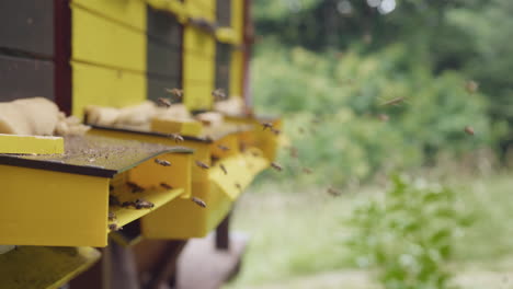 Busy-bees-activity-on-the-beehive-landing-board,-close-up-shot