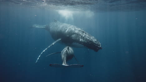 female humpback whale nursing her baby calf in the tropical breeding grounds of vava'u tonga