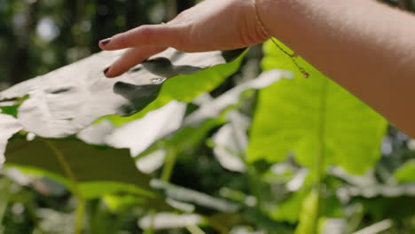 naturaleza mujer mano tocando plantas caminando en el bosque explorando la exuberante jungla tropical disfrutando de la belleza natural de cerca 4k