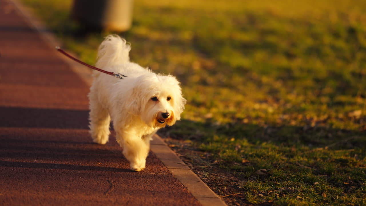 perro blanco y esponjoso feliz caminando con correa, en un parque público de la ciudad, en una mañana de primavera