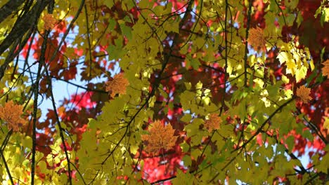 Animation-of-autumn-leaves-falling-against-view-of-trees-and-blue-sky