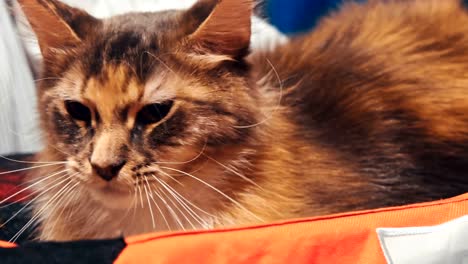 gato feliz encantador cómodo por la mujer acariciando la mano