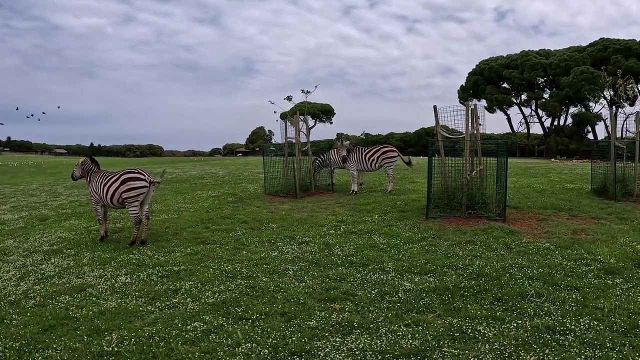 Zebras beim Gehen und Grasen in einem grünen Safaripark auf der Insel Brijuni, Kroatien