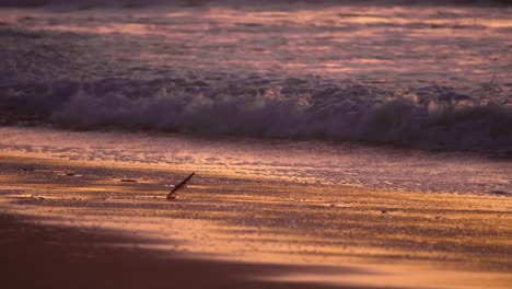 Perro-Corriendo-Cruzando-La-Arena-De-La-Playa-Durante-La-Hermosa-Y-Vívida-Puesta-De-Sol-Hora-Dorada-Cámara-Lenta-Plano-Medio