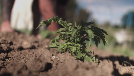 Medium-shot-of-a-green-plant-and-a-latin-man-working-crouched-down-in-the-background-at-daytime