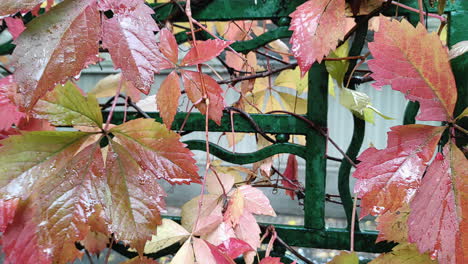 outdoor close up view of wet ivy leaves on a fence in autumn