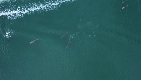 aerial view following dolphins swimming in boat waves - cenital, drone shot