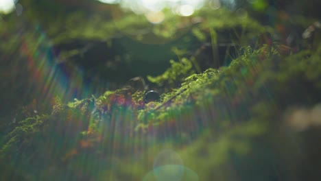 4K-slow-motion-macro-shot-of-a-beetle-walking-on-some-green-moss,-in-the-middle-of-the-forest,-against-the-sunlight