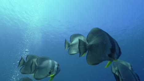 Eine-Gruppe-Von-Langflossen-Spatenfischen,-Auch-Fledermausfische-Genannt,-Verlässt-Das-Korallenriff-Und-Schwimmt-Ins-Blaue-Wasser