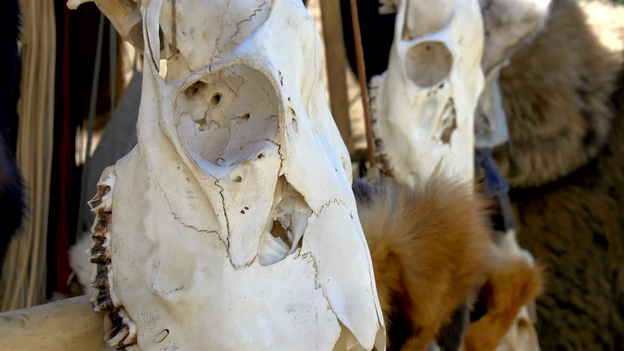 길가에 매달린 바이킹의 두개골과 모피 - gh4 4k