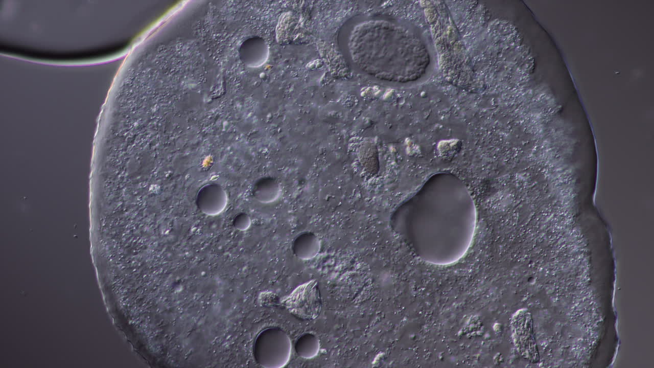 Microscopic view of an amoeba-like single-celled organism