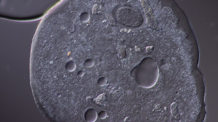 Microscopic view of an amoeba-like single-celled organism