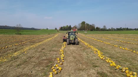 Farmer-Harvesting-Pumpkins-for-Halloween-in-a-Field-with-a-Low-Pull-Out-Drone-Shot