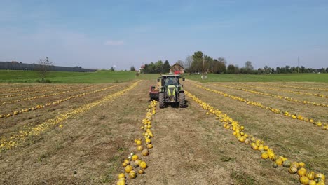granjero cosechando calabazas para halloween en un campo con un disparo de drone de bajo tirón