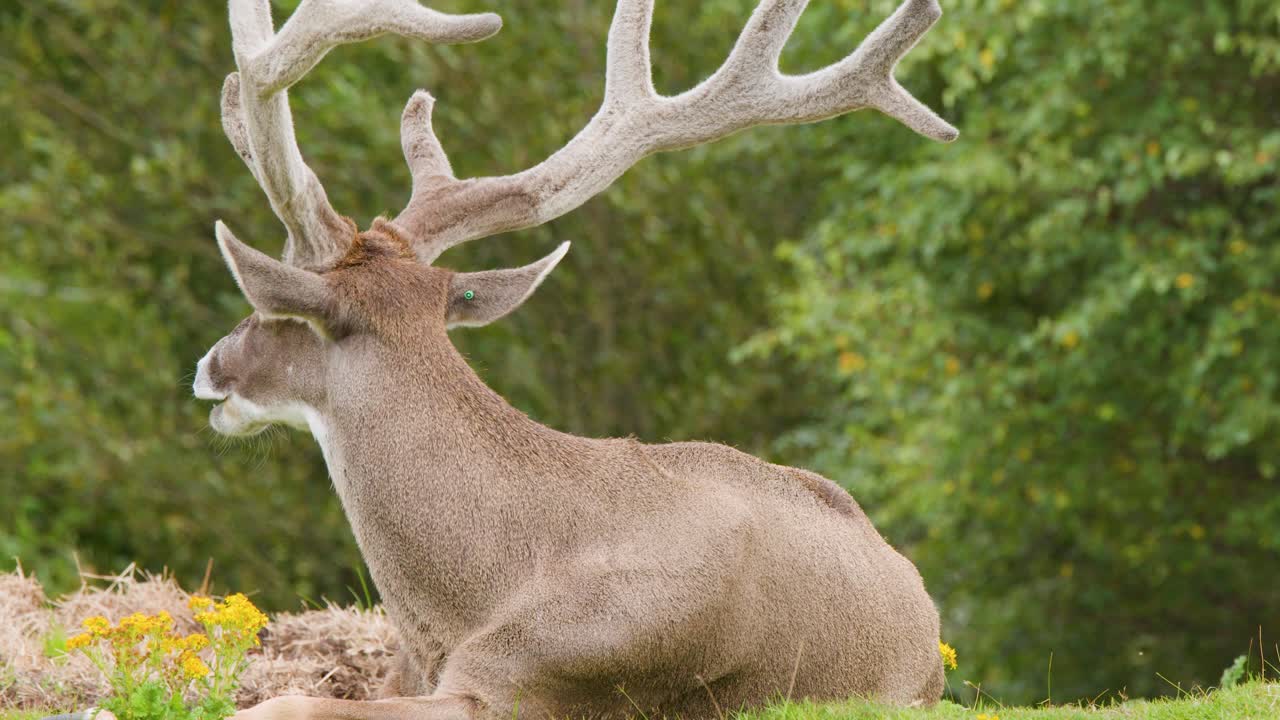 Large stag with antlers rests on grass, slowly turning head, natural daylight, stable camera
