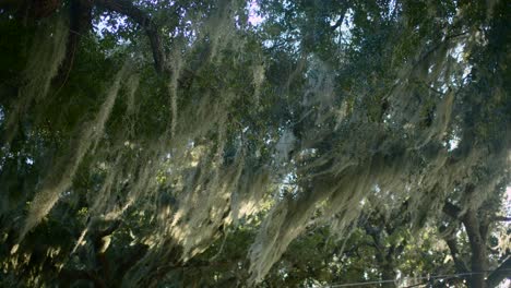 Musgo-Que-Sopla-En-El-Viento-En-Los-árboles-1