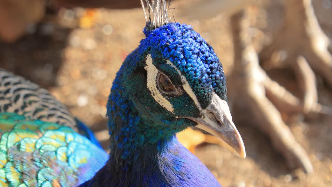 인도 황새 (pavo cristatus) 는 일반 황새, 파란 황새로도 알려져 있으며, 인도 아대륙이 원산지인 황새 종이다.