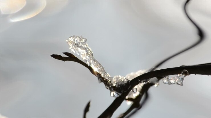 Ice on branches. Sun and frost