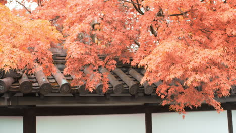 beautiful orange momiji leaves in autumn seeason with traditional rooftop palets in kyoto, japan soft lighting