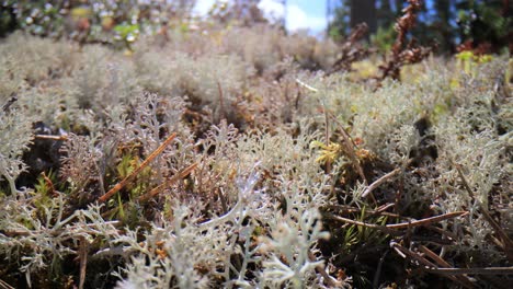 Flechtenmoos-Der-Arktischen-Tundra-Aus-Nächster-Nähe.-Cladonia-Rangiferina,-Auch-Als-Rentierbecherflechte-Bekannt.