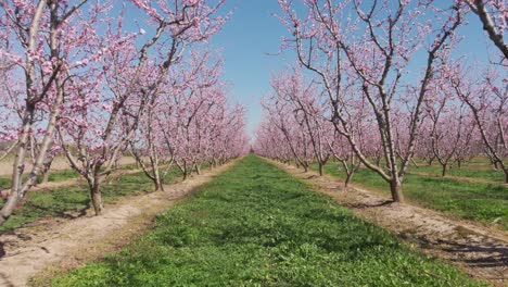 Aerial drone shot of camera fly through symmetrical pink blossom peach tree agricultural farm Pink and purple trees in bloom on spring day
