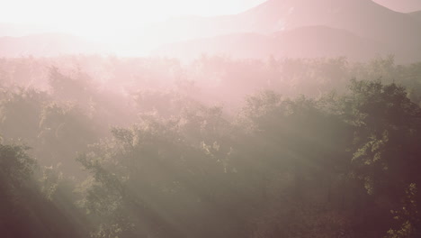 Nebel-Umhüllt-Den-Bergwald