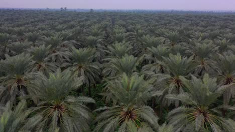 Luftflug-über-Dattelpalmenplantagenhainbäume-In-Khairpur