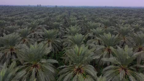 vuelo aéreo sobre los árboles de la plantación de palmeras datileras en khairpur