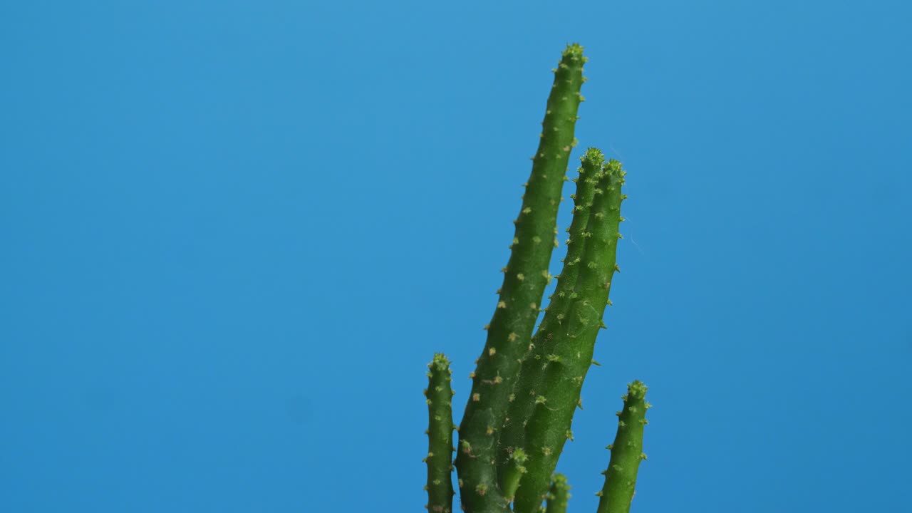 Primo piano di pianta di Opuntia Salmiana che gira su se stessa su sfondo blu