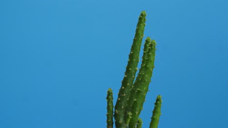 close up de la planta opuntia salmiana girando a su alrededor en el fondo de la pantalla azul