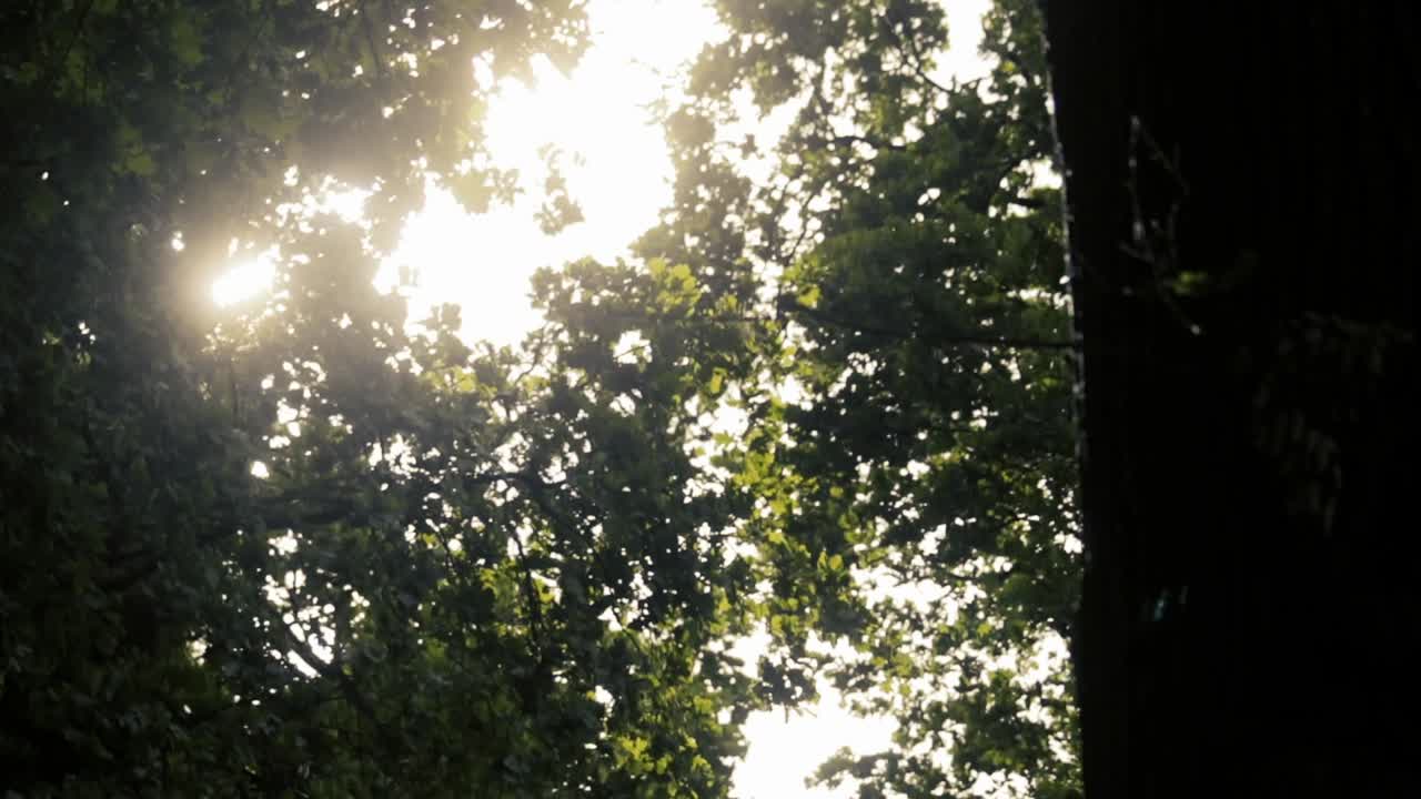 Slow-motion of the forest leaves brushing in the wind and the sunlight penetrating