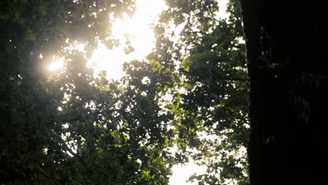slow-motion of the forest leaves brushing in the wind and the sunlight penetrating