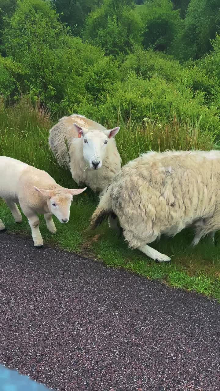 Flock Of Free-Range Sheep Grazing In The Roadside In The Isle Of Mull In Scotland - View from Car. - handheld shot