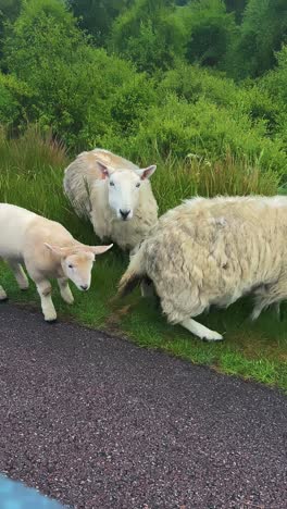 flock of free-range sheep grazing in the roadside in the isle of mull in scotland - view from car. - handheld shot
