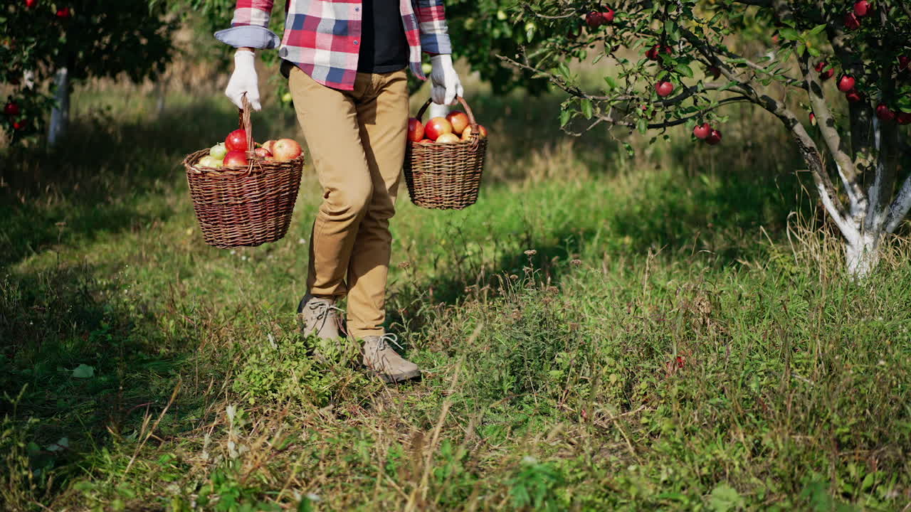 Mid aged farmer in plaid shirt walks by the garden carrying the baskets full of apples. Man puts the baskets on the grass in the sun.