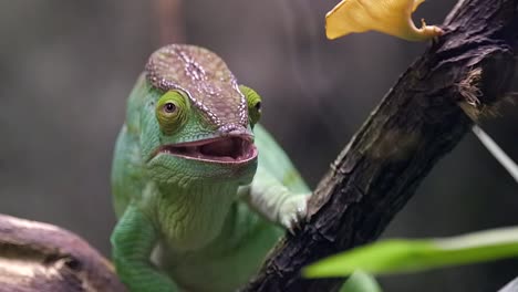 front view of a green parson chameleon observing on the environment with blurry background - close up shot