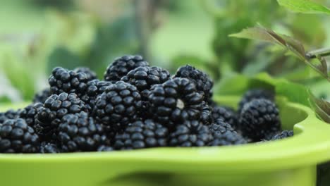 bowl full of beautiful wild blackberries freshly picked, orbiting view in slow motion 4k