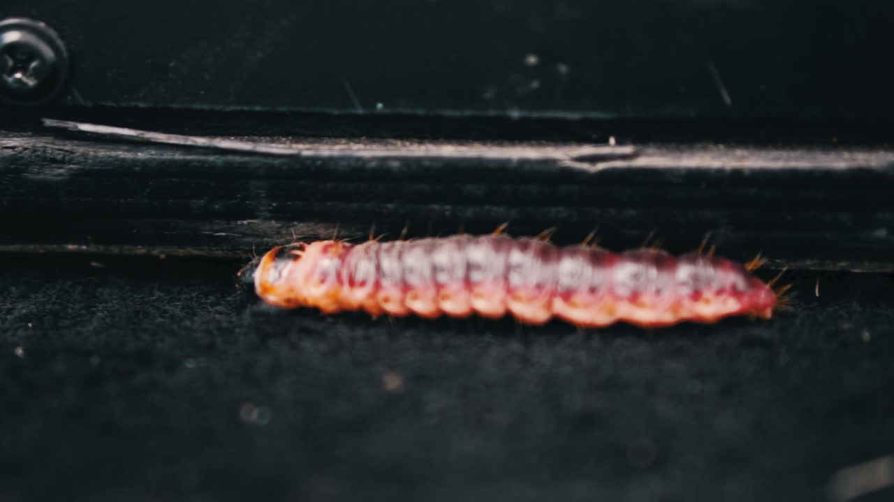 A Caterpillar crawling on a rug