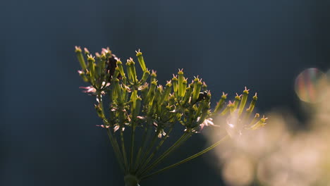 close-up of a plant in sunlight