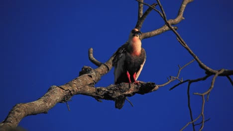 buff-necked-ibis,-blue-sky-background,-ibis-perching-on-a-twig,-perch-on-branch,-Theristicus-caudatus,-ibis-scratching-feathers,-with-long-beak,-orange,-yellow,-sky-background-colorful-cinematic-bokeh