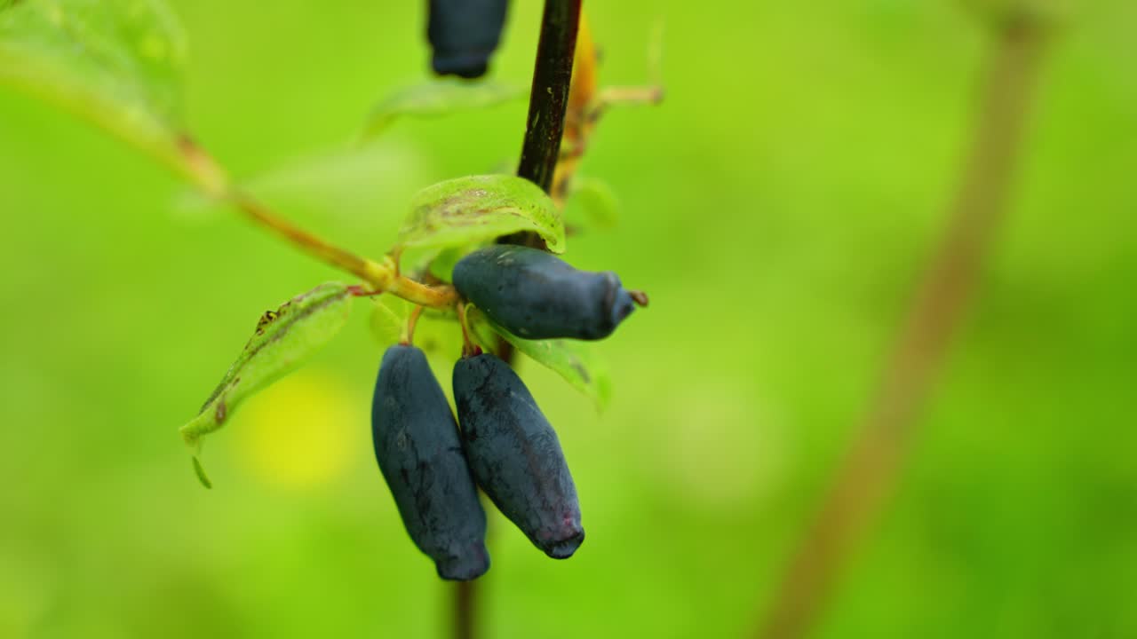 Honeyberries clustered tightly on plant branch during growth stage on summer day